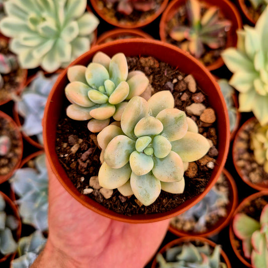 <tc>Graptosedum "Luoshen"</tc> panaschiert