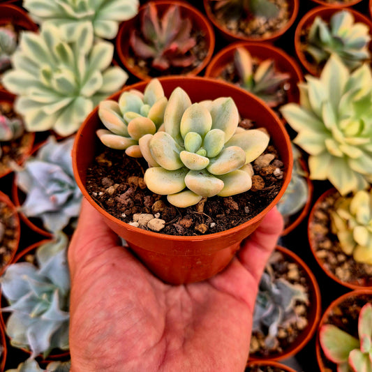 Graptosedum "Luoshen" variegado