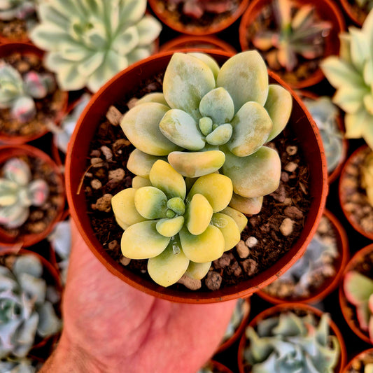 <tc>Graptosedum "Luoshen"</tc> panaschiert