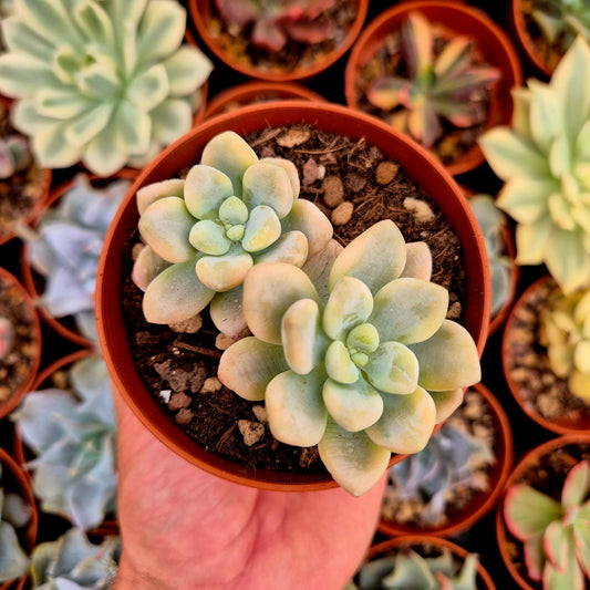 <tc>Graptosedum "Luoshen"</tc> panaschiert