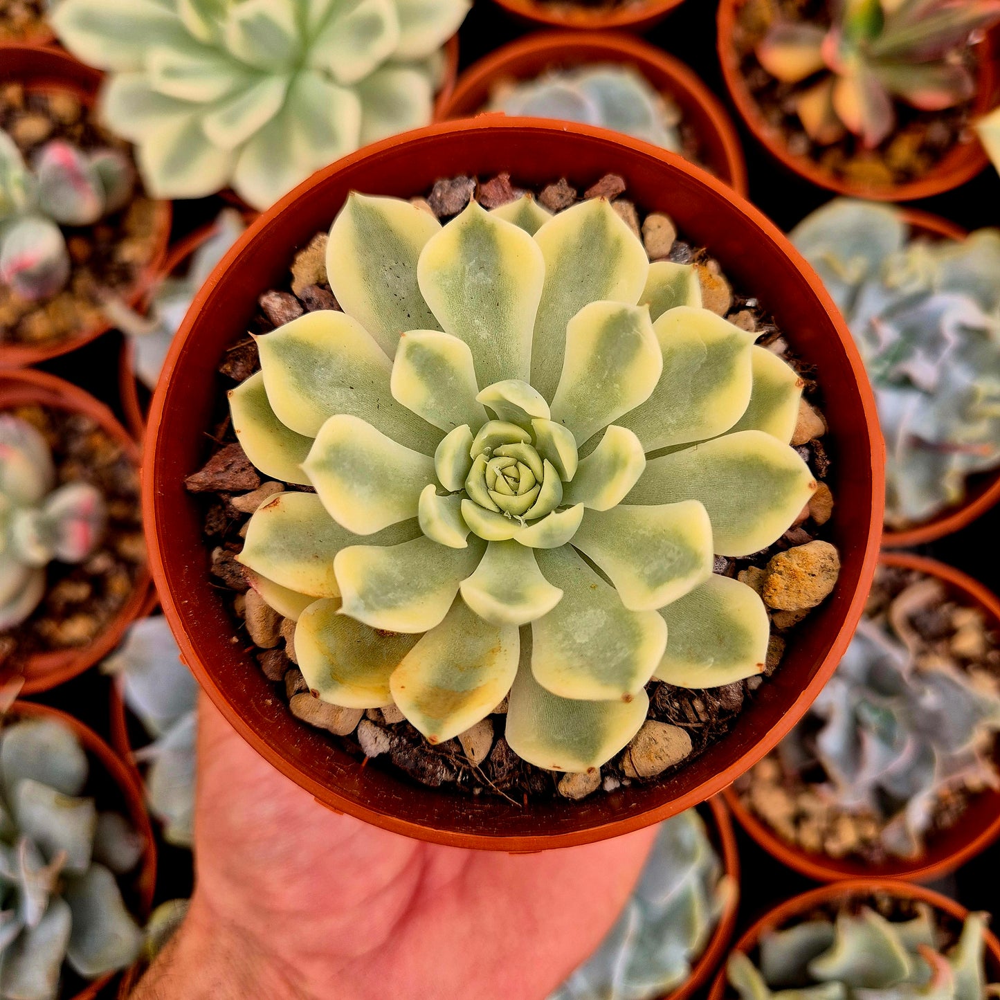<tc>Echeveria "Sarahime Boitan"</tc> panaschiert