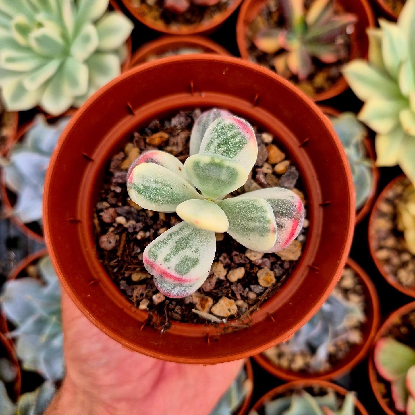 Cotyledon orbiculata var oophila variegado
