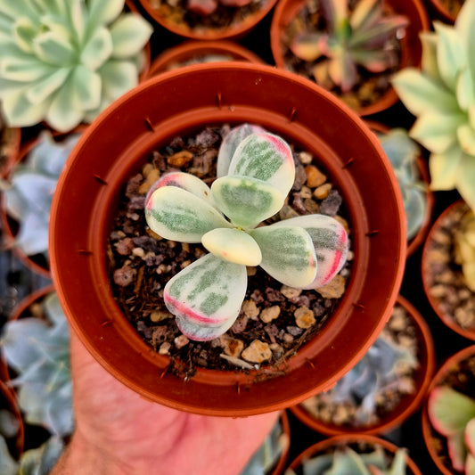 <tc>Cotyledon orbiculata var oophila</tc> panaschiert