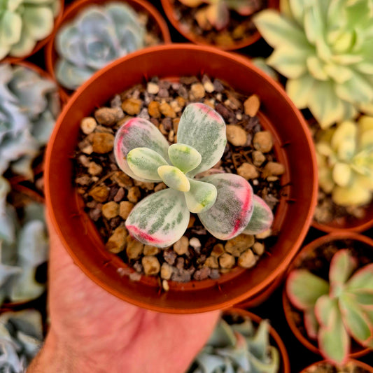 <tc>Cotyledon orbiculata var oophila</tc> panaschiert