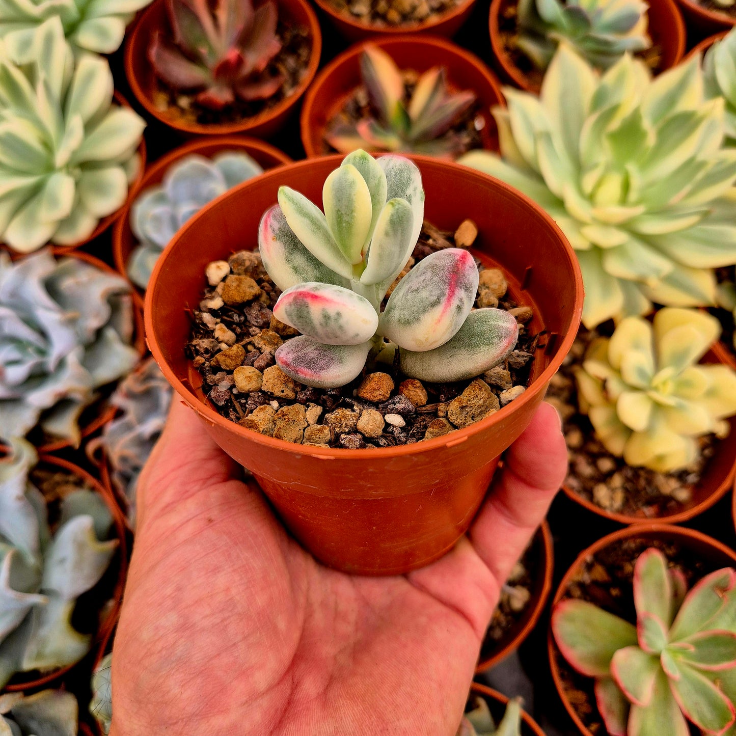 <tc>Cotyledon orbiculata var oophila</tc> variegated