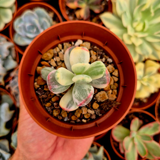 <tc>Cotyledon orbiculata var oophila</tc> panaschiert