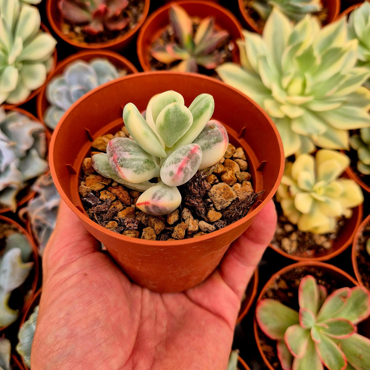 Cotyledon orbiculata var oophila variegado