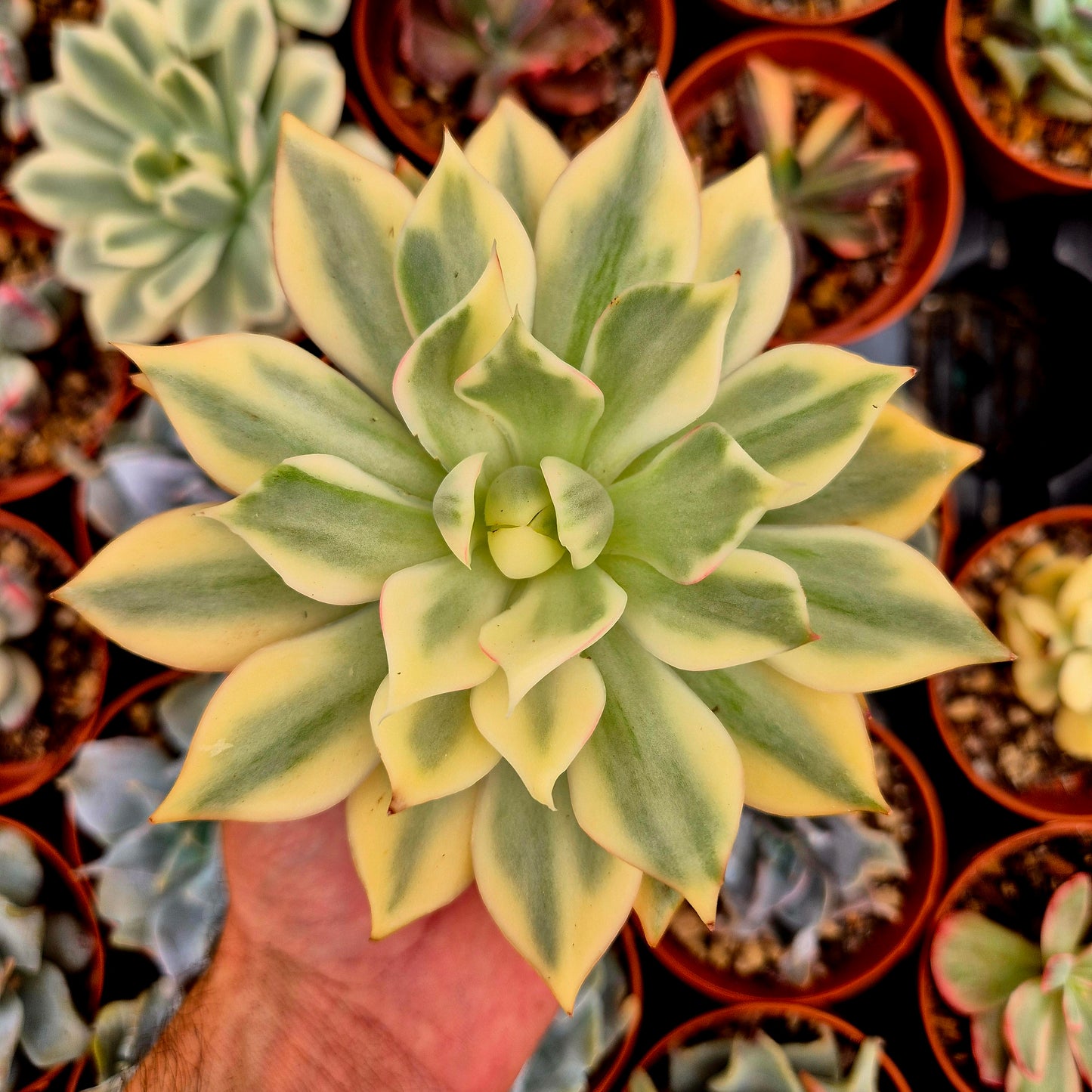 <tc>Echeveria "Lotus Lantern"</tc> panaschiert