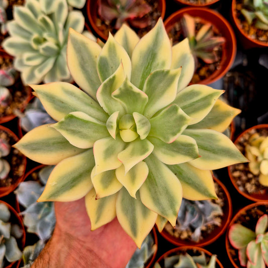 <tc>Echeveria "Lotus Lantern"</tc> panaschiert
