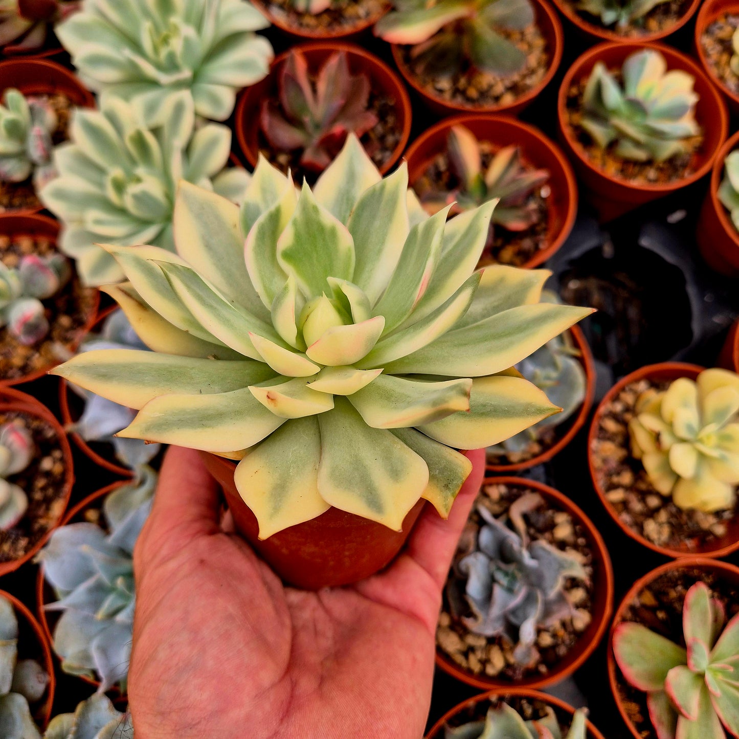 <tc>Echeveria "Lotus Lantern"</tc> panaschiert
