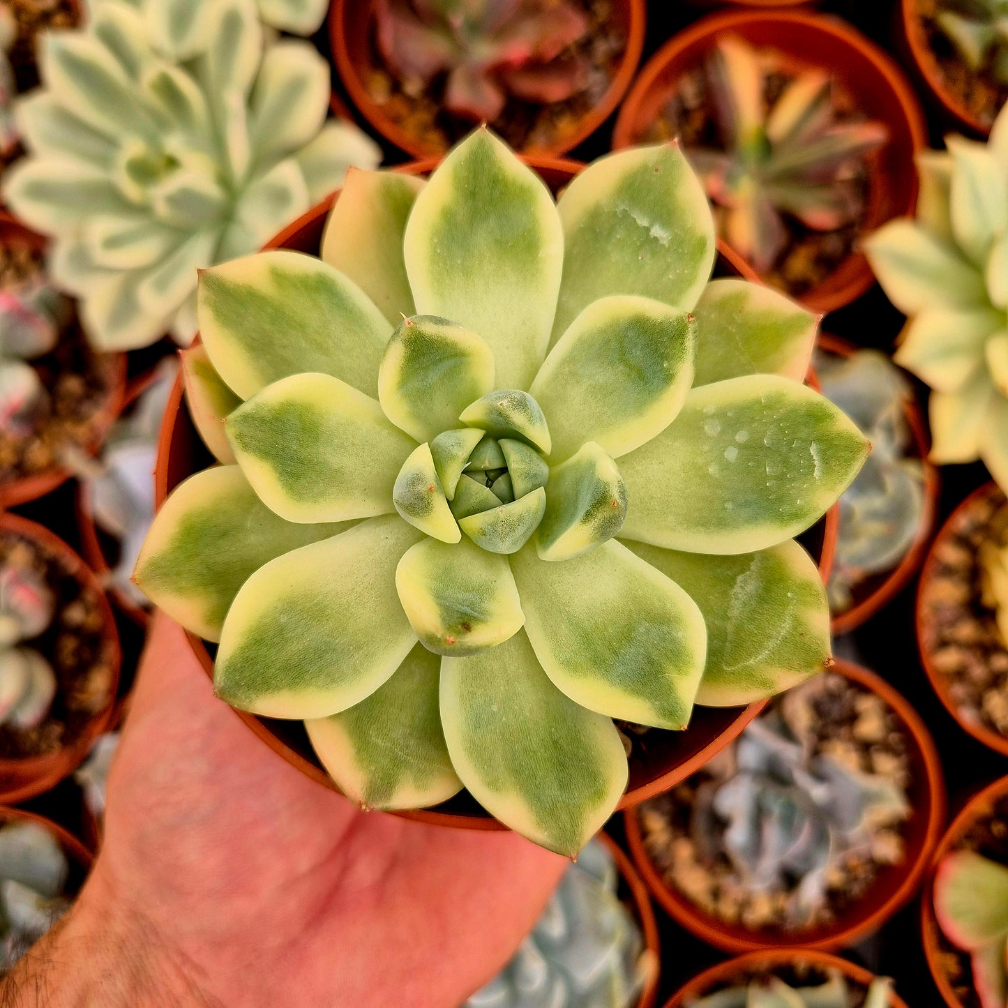 Echeveria "Alba Beauty" panaschiert