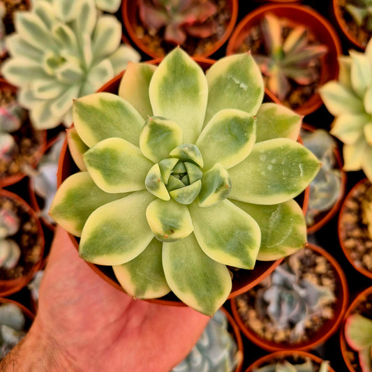 Echeveria "Alba Beauty" panaschiert