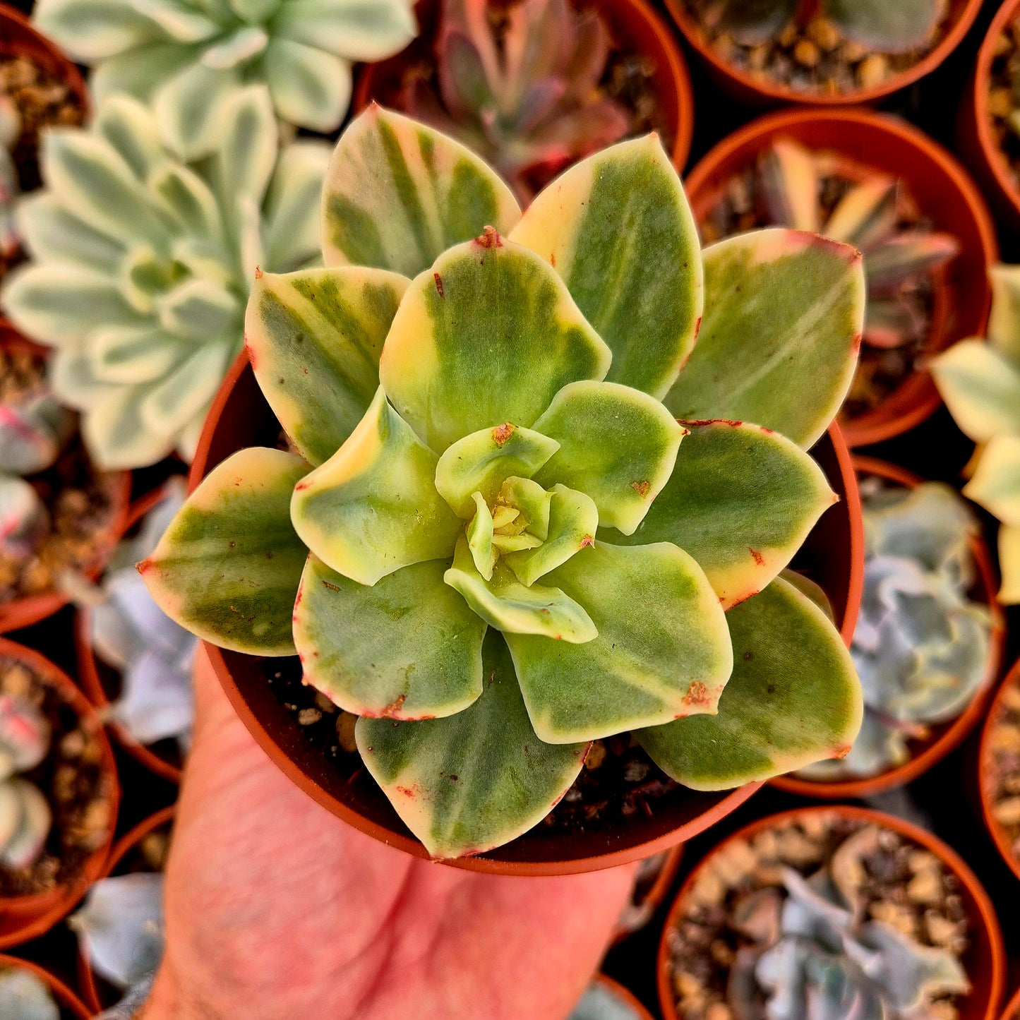 Echeveria "Xing Na Ta" panaschiert