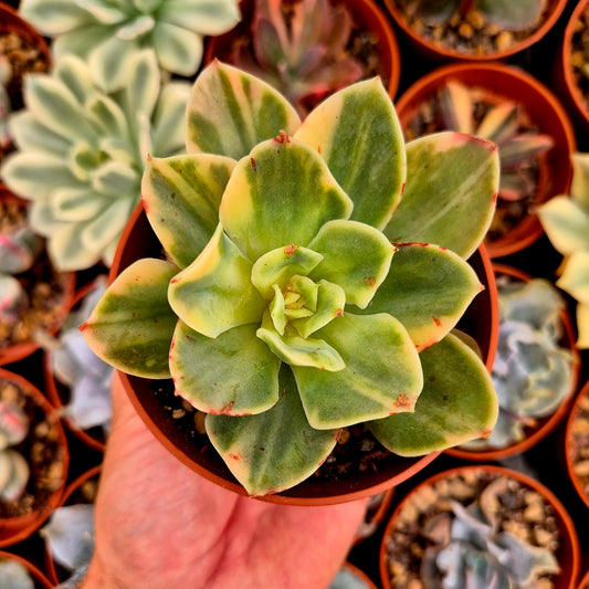 Echeveria "Xing Na Ta" panaschiert