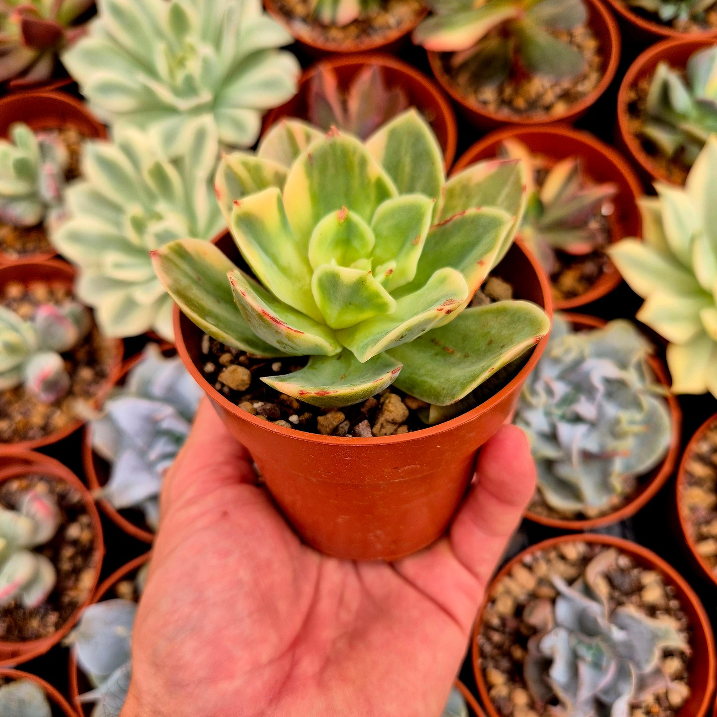 Echeveria "Xing Na Ta" panaschiert