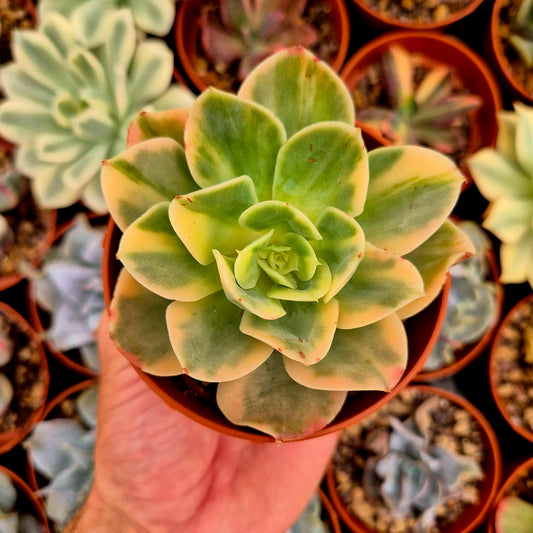 Echeveria "Xing Na Ta" panaschiert