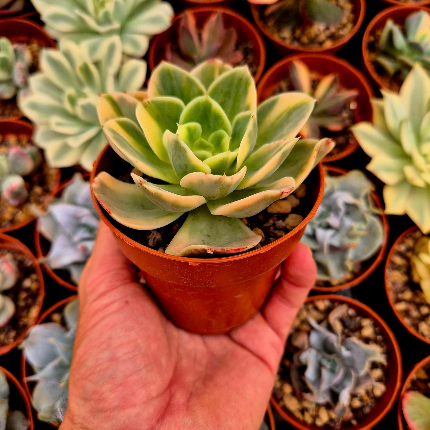 Echeveria "Xing Na Ta" panaschiert
