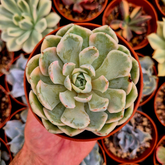 <tc>Echeveria elegans</tc> panaschiert