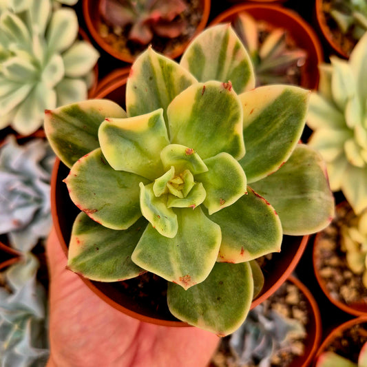 Echeveria "Xing Na Ta" panaschiert