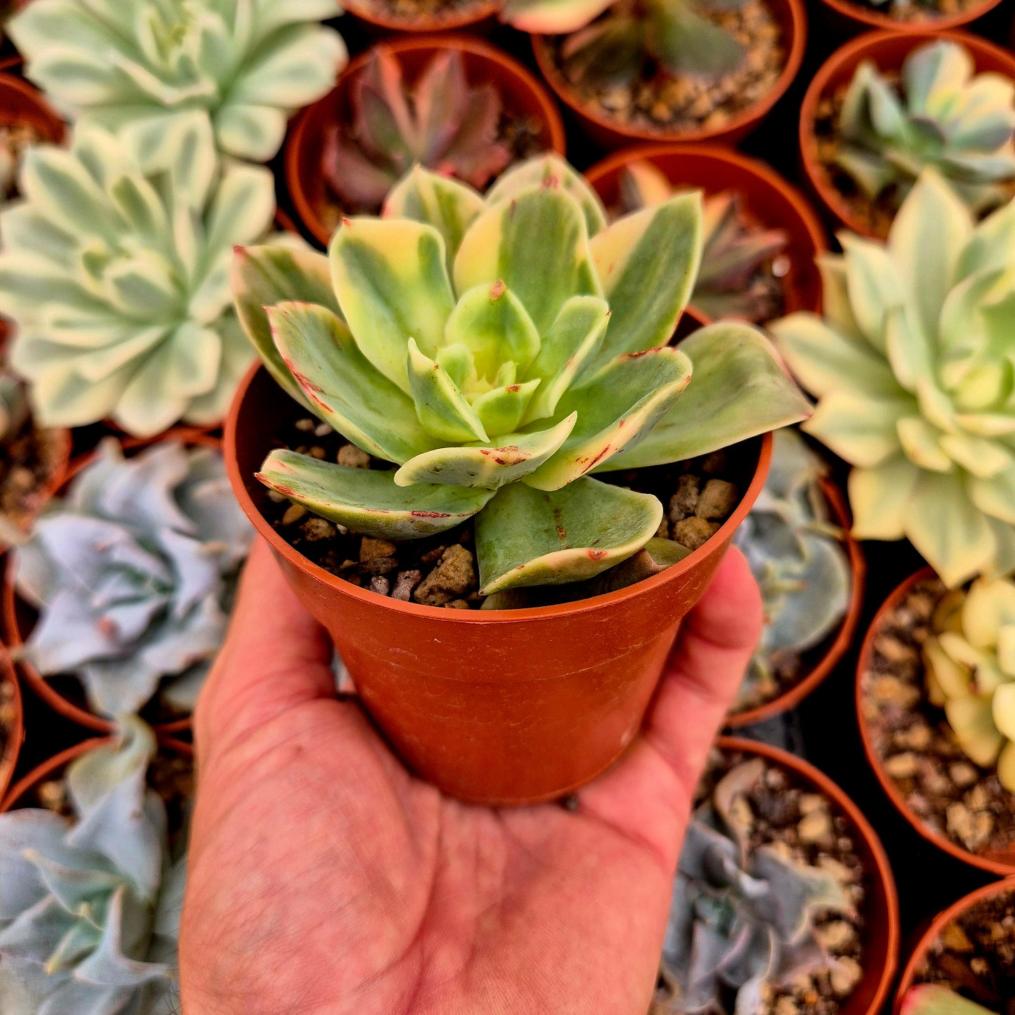 Echeveria "Xing Na Ta" panaschiert