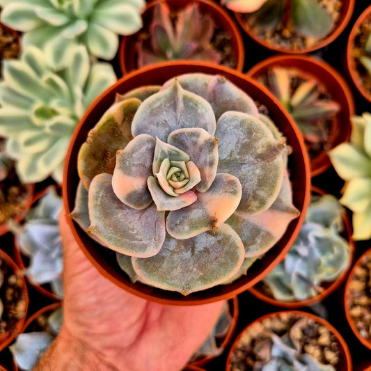 Echeveria "Pollux" panaschiert
