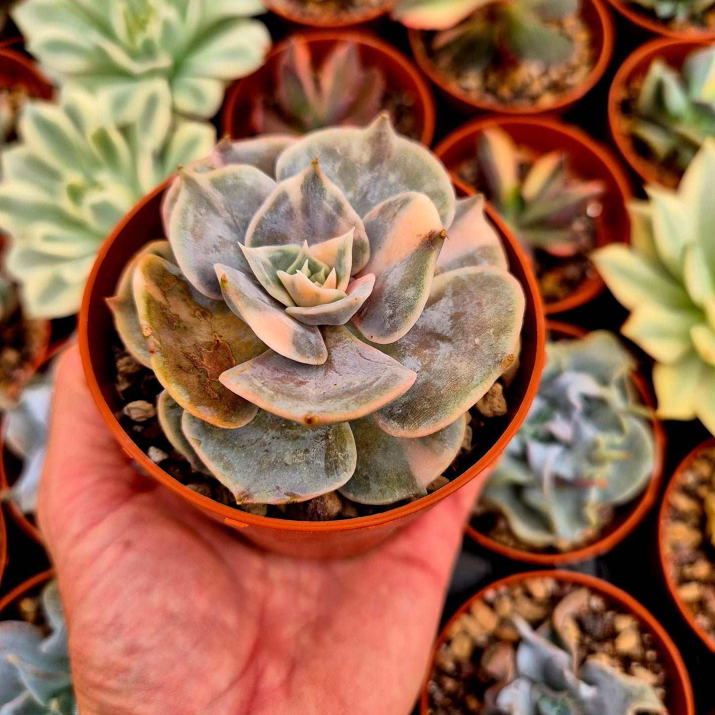 Echeveria "Pollux" panaschiert