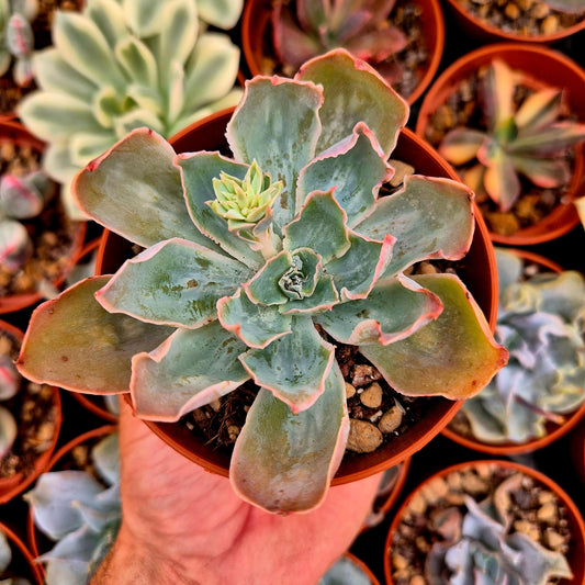 Echeveria "Nebula"