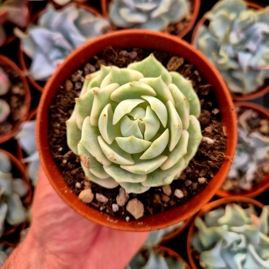 <tc>Echeveria "Lola"</tc> panaschiert