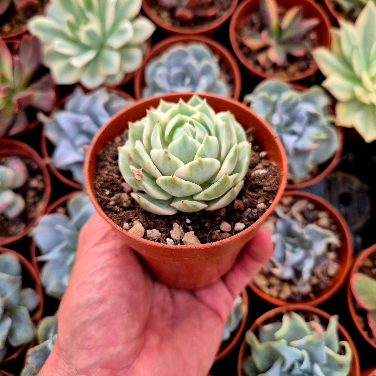 <tc>Echeveria "Lola"</tc> panaschiert