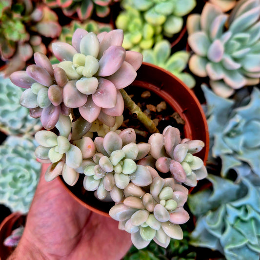 <tc>Graptosedum "Ellen"</tc> panachée