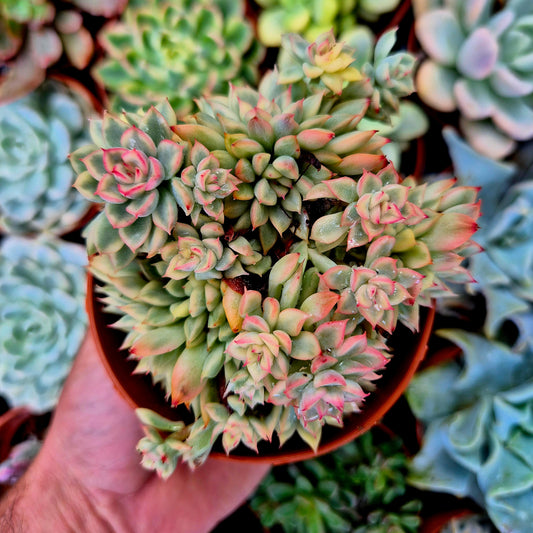 Echeveria "Mebina" <tc>panachée</tc>