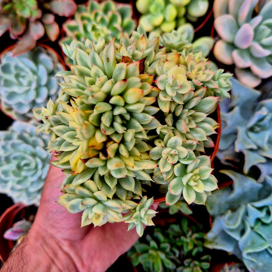 Echeveria "Mebina" <tc>panachée</tc>