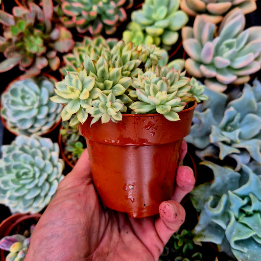 Echeveria "Mebina" variegada