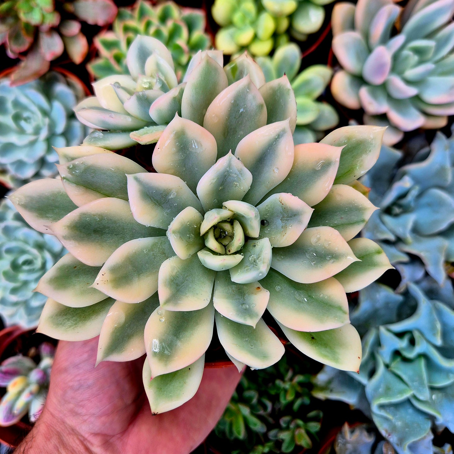 <tc>Echeveria "Moon Fairy"</tc> <tc>panachée</tc>