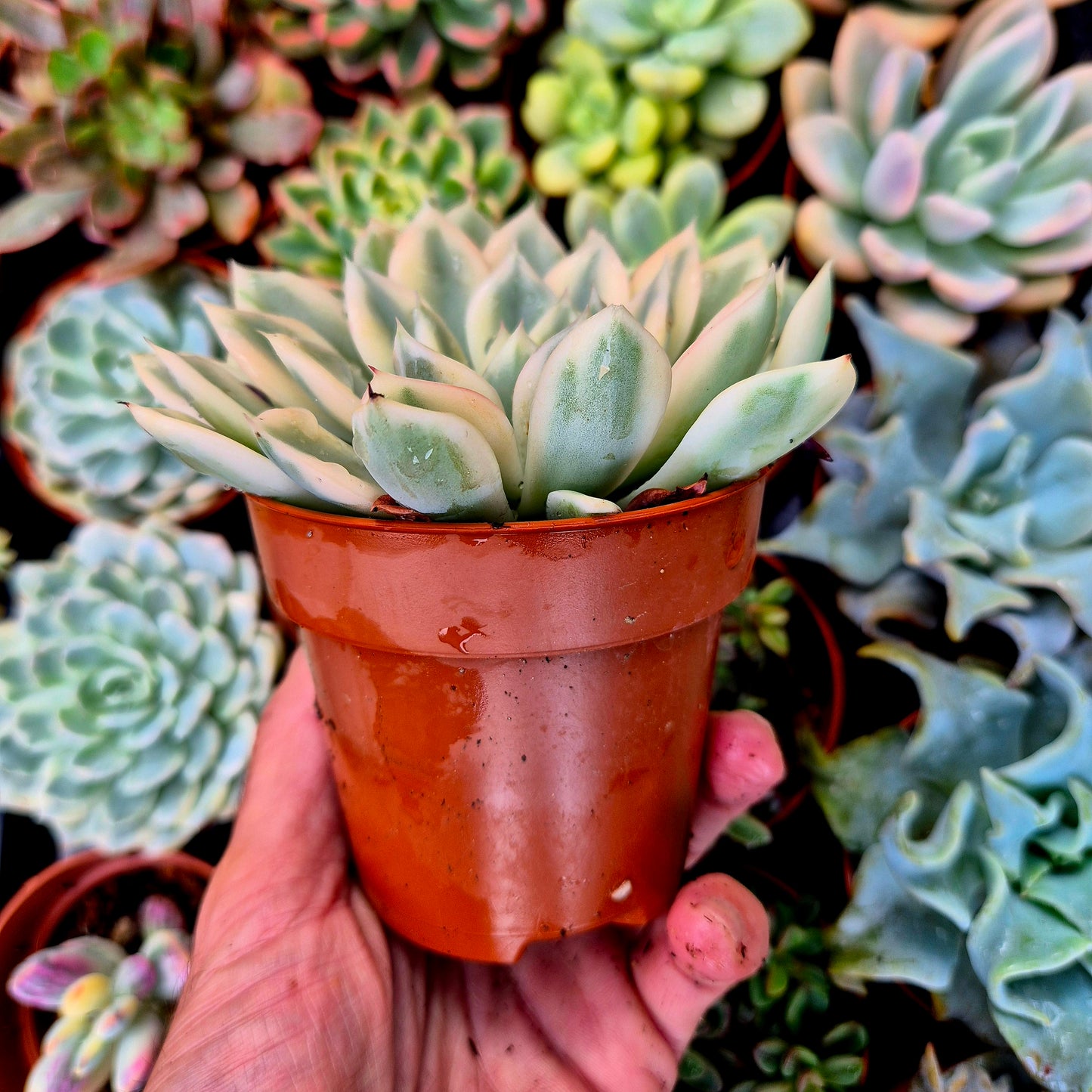 <tc>Echeveria "Moon Fairy"</tc> <tc>panachée</tc>