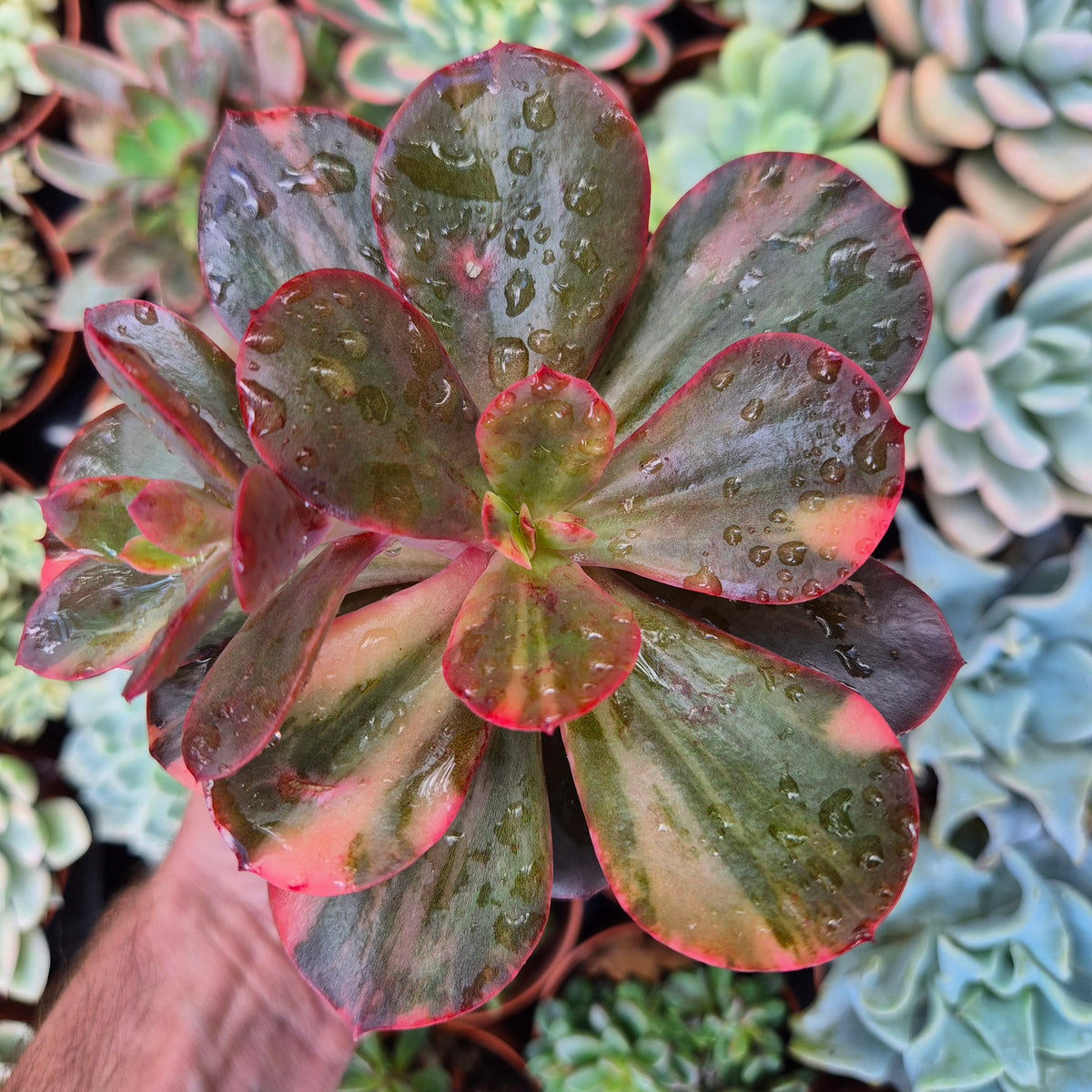 Echeveria "Prima Donna" variegated