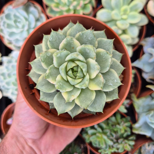 Echeveria "Fabiola" variegated