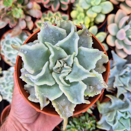 Echeveria "Ballet Girls"