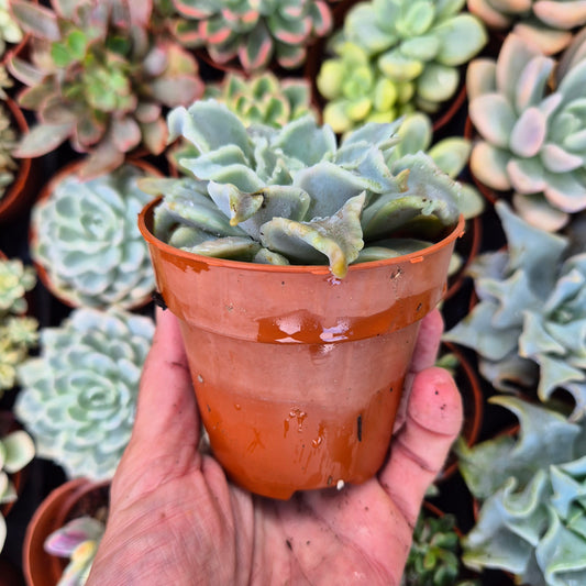 Echeveria "Ballet Girls"