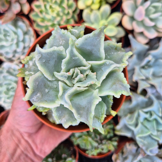 Echeveria "Ballet Girls"
