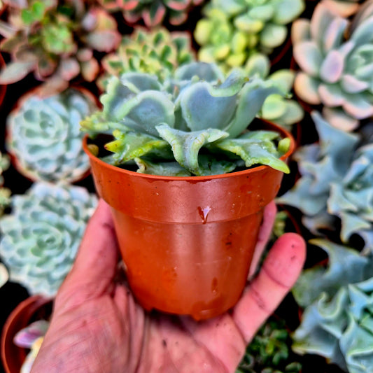 Echeveria "Ballet Girls"
