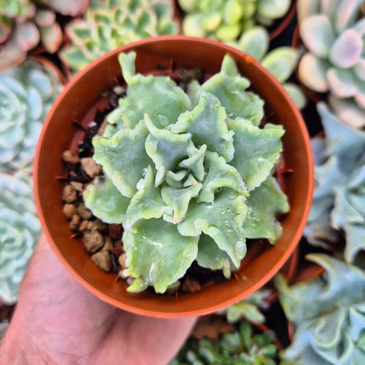 Echeveria "Ballet Girls"
