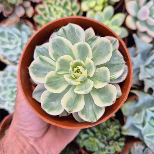 Echeveria "Sitifukumiana" variegada