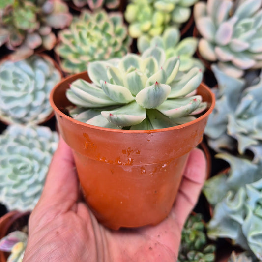 Echeveria "Sitifukumiana" variegada