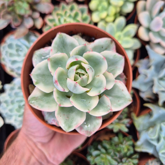 <tc>Echeveria "Atlantis"</tc> <tc>panachée</tc>