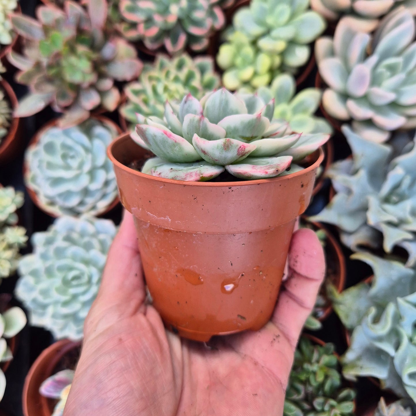 <tc>Echeveria "Atlantis"</tc> variegated