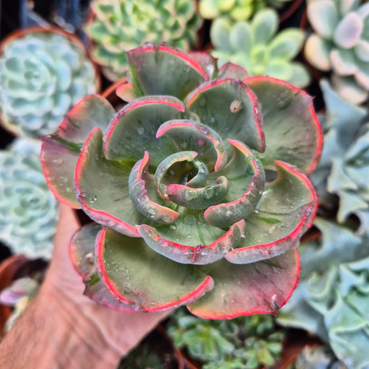 <tc>Echeveria "Beyonce"</tc> <tc>panachée</tc>