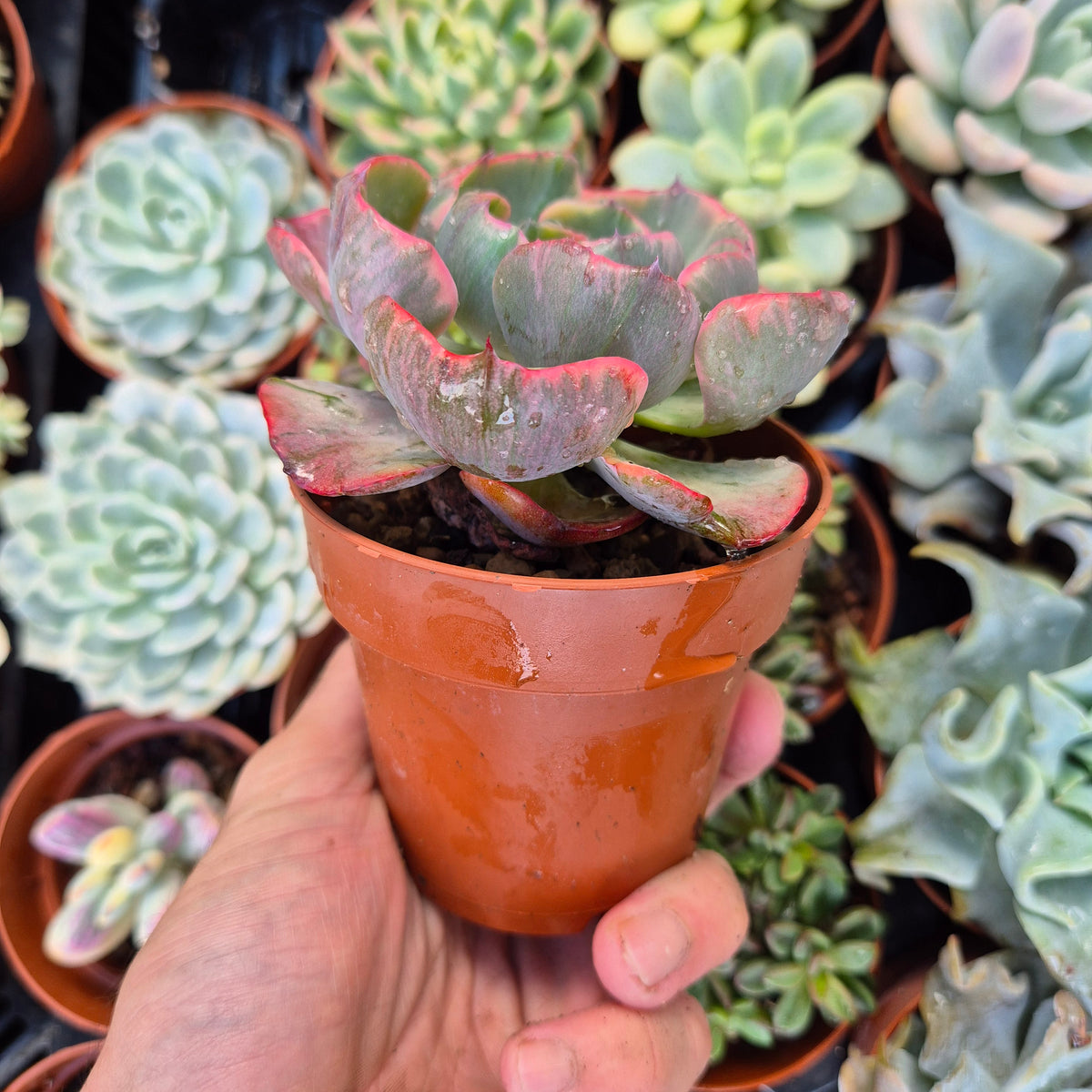 <tc>Echeveria "Beyonce"</tc> panaschiert