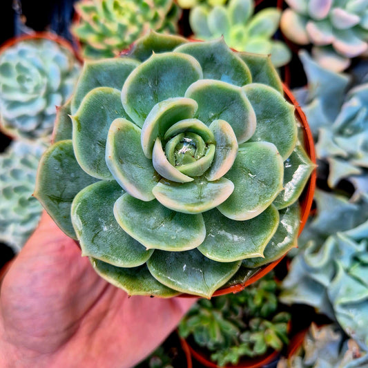 <tc>Echeveria "Blue Surprise"</tc> <tc>panachée</tc>