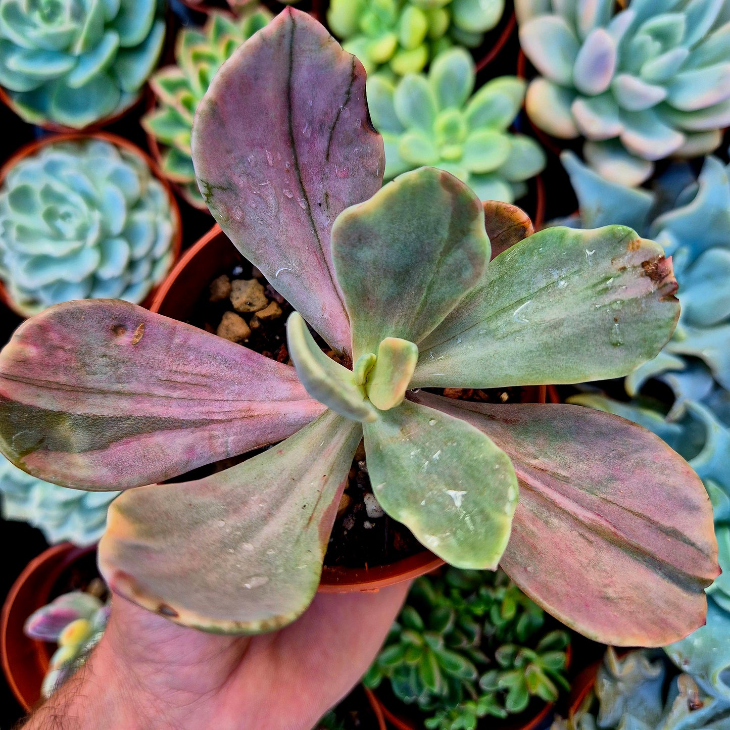 <tc>Pachyveria "Pampoteus" panaschiert</tc>